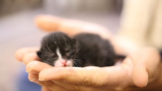 Makanan yang Sesuai untuk Kitten Usia 3 Minggu: Tips untuk Merawat Anak Kucing Anda